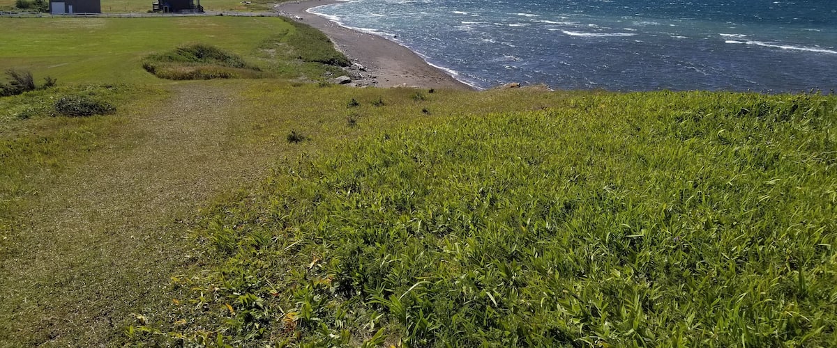 A coastal landscape with a grassy foreground, a beach, and a distant island with buildings.