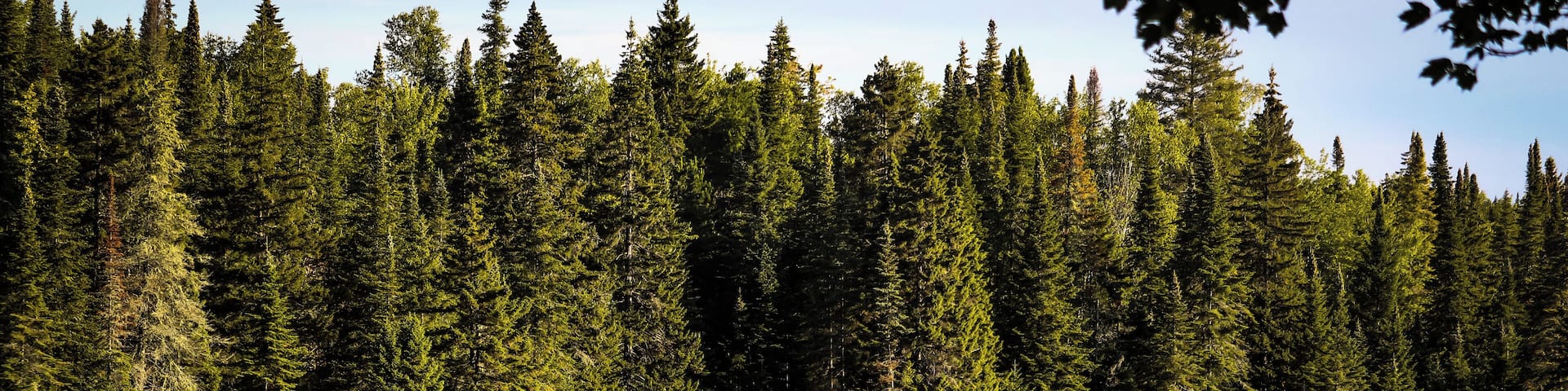 A few weeks ago I camped at La Mauricie National Park located in the Province of Quebec. Let me start by saying this park is massive and loads to explore. It has a similar feel as Algonquin Park with the exception of a language barrier. While most people in the park are bilingual, some don't speak English at all so if you plan on going I recommend you knowing at least the basics like 'There's a bear on my site and he's eating dinner' hehe JK. But seriously learning the basics will help you communicate with others in this National Park. The park features plenty of lakes to portage and trails to hike. You can expect to see the standard wildlife often found in Eastern Canada such as Bear, Moose, Wolf, Raccoons, Squirrels and so forth, but you may also find some Woodpeckers too. Some believe there are Cougars here too but seeing them is quite rare. You can also swim, fish, and bike to name a few.