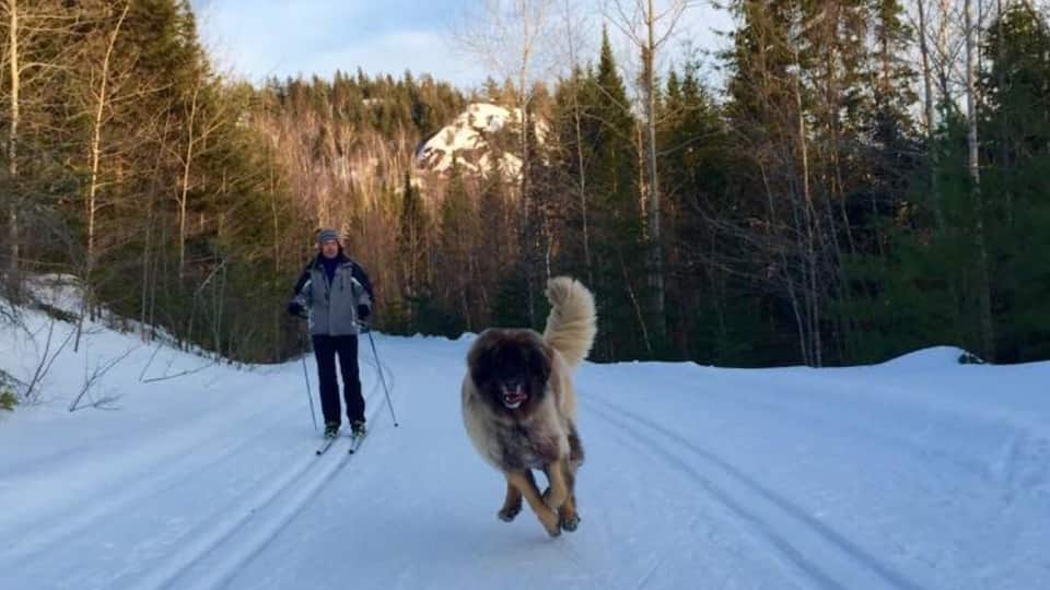 A dog the size of a bear out with his human enjoying skiing on a warm winter day.