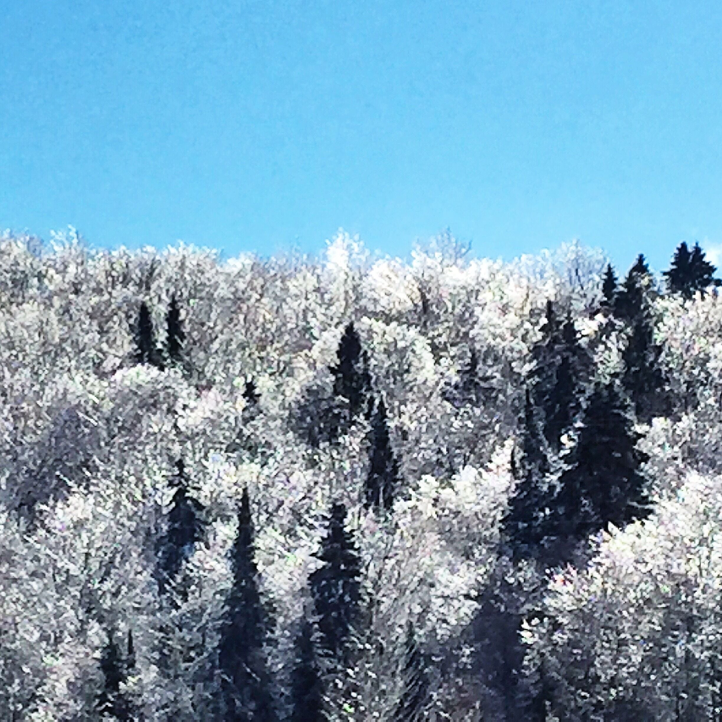 Crisp air fills my lungs and beauty surrounds me everywhere.  I LOVE winter!! 