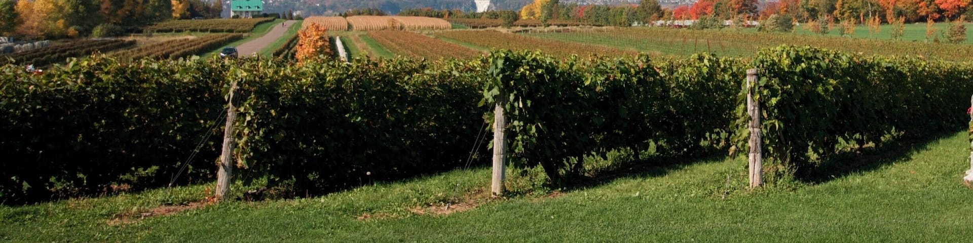 The view of Montmorency falls is to die for at Ste-Petronille vineyard near Québec.