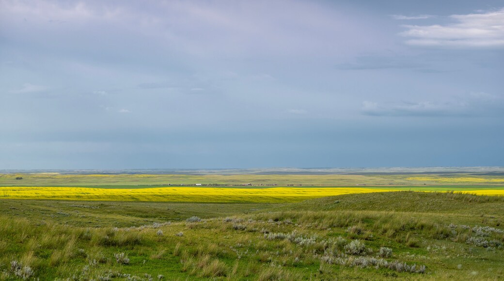 Prairie sky over canola field and pasture near Assiniboia, Saskatchewan, Canada