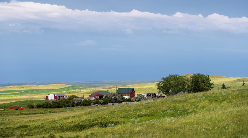 Farm buildings and agricultural fields on the prairie near the town of Assiniboia, Saskatchewan, Canada