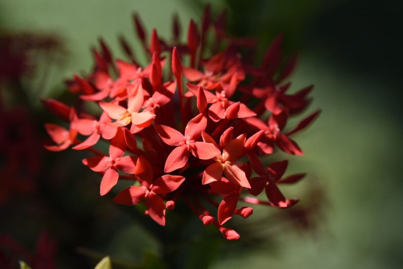 Beautiful #red flowers all throughout the #park.
#red #parks