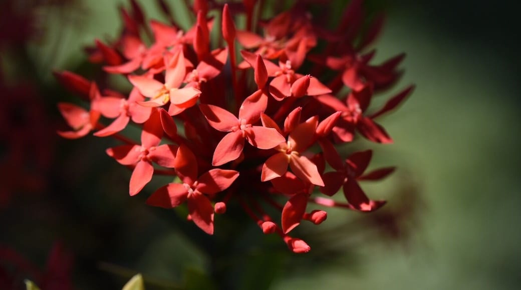 Beautiful #red flowers all throughout the #park.
#red #parks