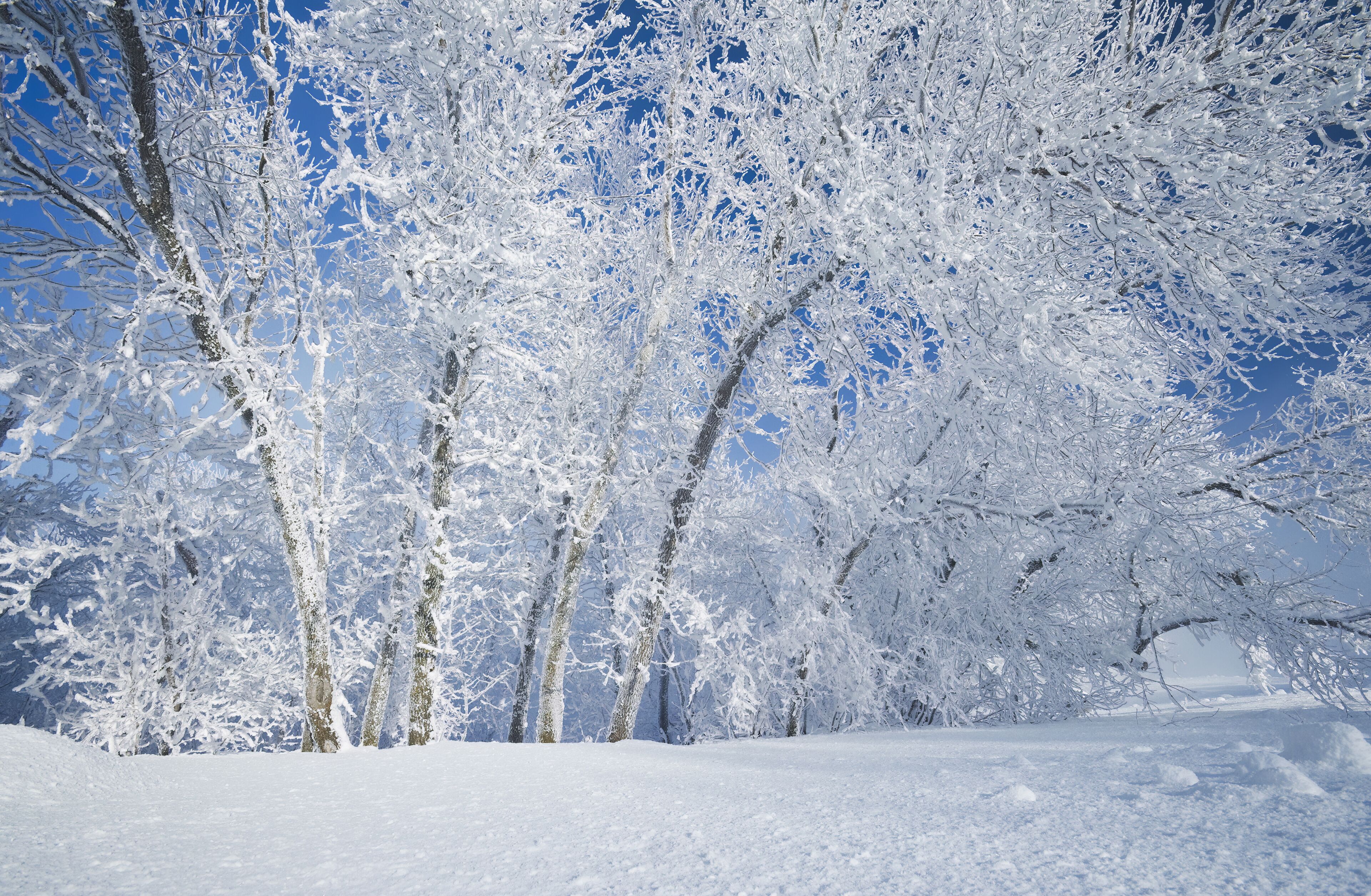 A snowy landscape with trees covered in snow and a clear blue sky.