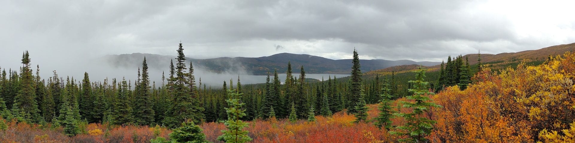 Vibrant red and yellow colours in an alpine meadow with a lake in the background as the season changes from summer to autumn near Whitehorse Yukon