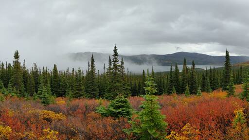 Vibrant red and yellow colours in an alpine meadow with a lake in the background as the season changes from summer to autumn near Whitehorse Yukon