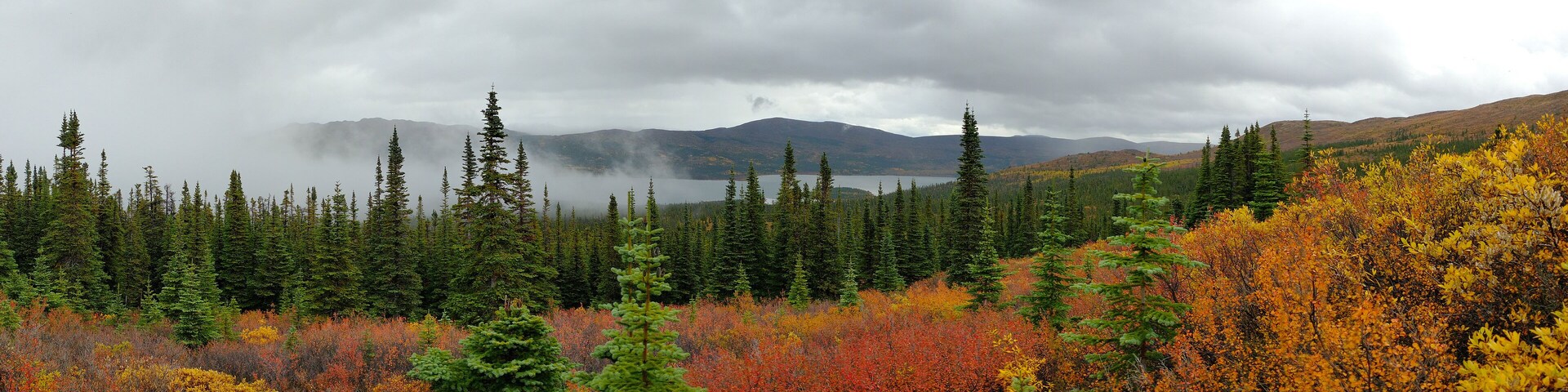 Vibrant red and yellow colours in an alpine meadow with a lake in the background as the season changes from summer to autumn near Whitehorse Yukon