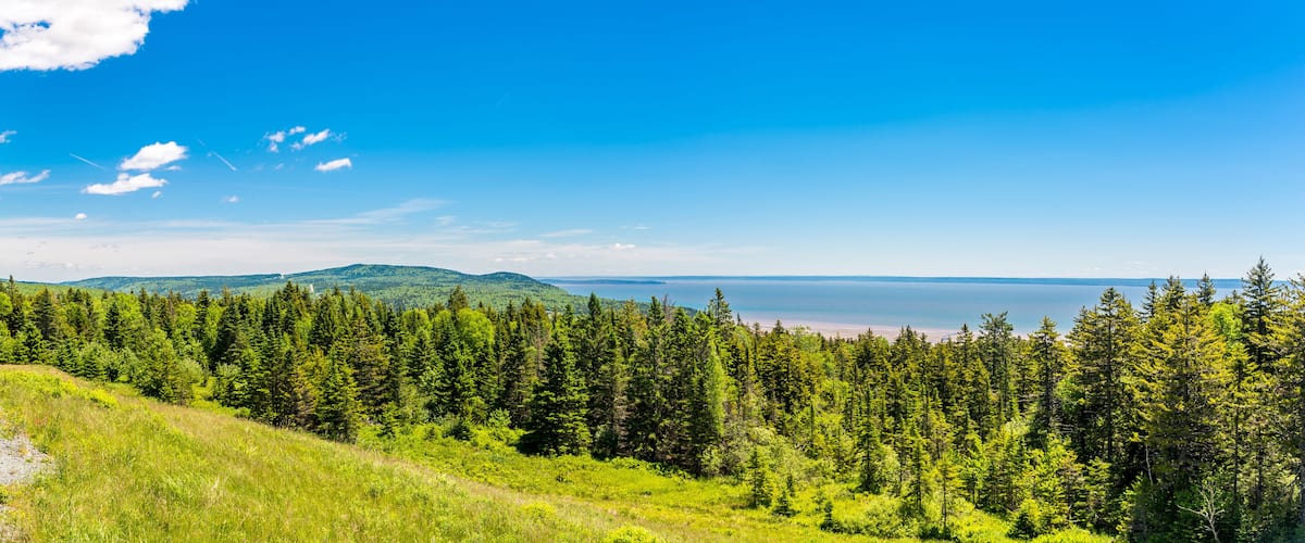 A coastal forest with a clear sky and a distant view of the ocean.