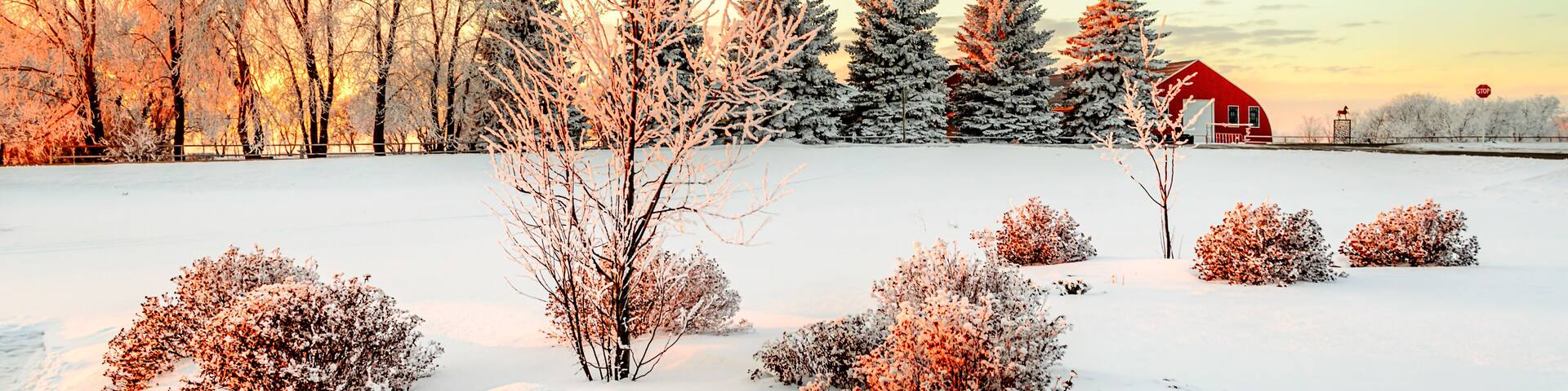 A snowy landscape with a red barn, leafless trees, and a clear sky.