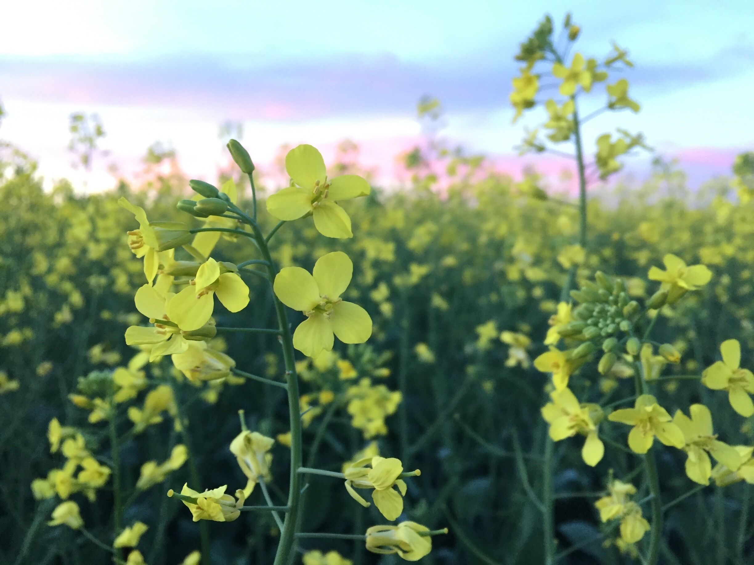 Out on a walk enjoying nature this beautiful July evening! #canola #sunset #farming #field