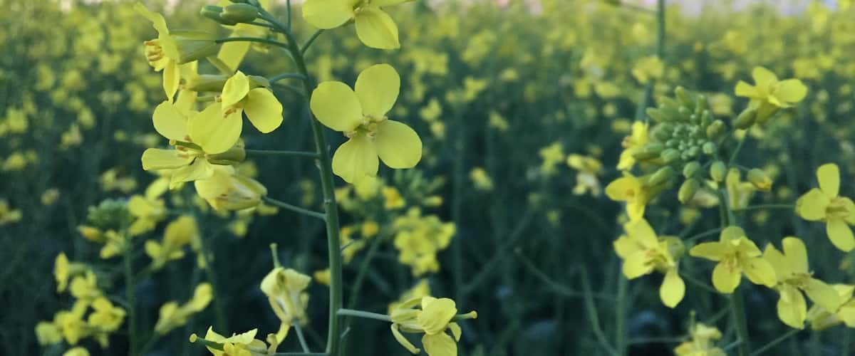 Out on a walk enjoying nature this beautiful July evening! #canola #sunset #farming #field