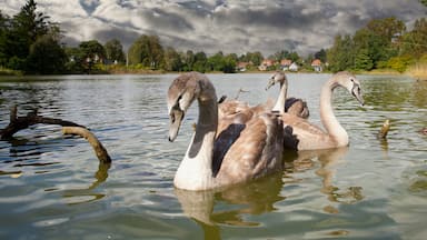 Ein See mit Schwänen, umgeben von Bäumen und Häusern im Hintergrund.