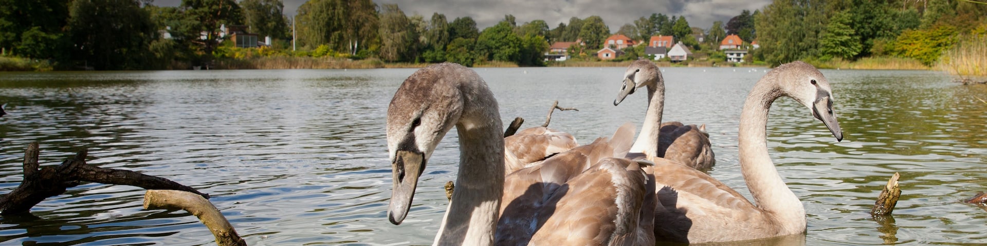 Un lago con cisnes nadando, rodeado de árboles y casas al fondo.