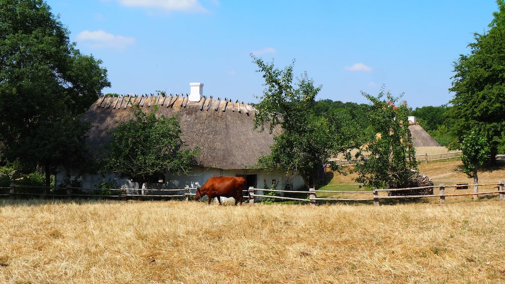 A thatched-roof house with a cow in a field.