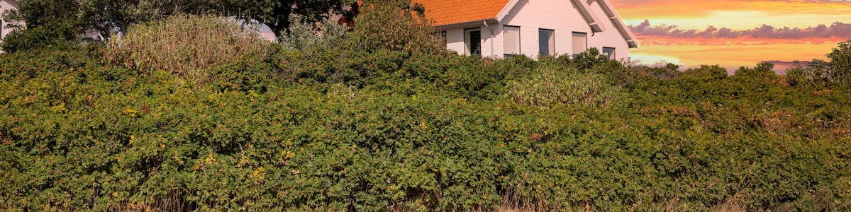 A lighthouse, a white building, and dense greenery.