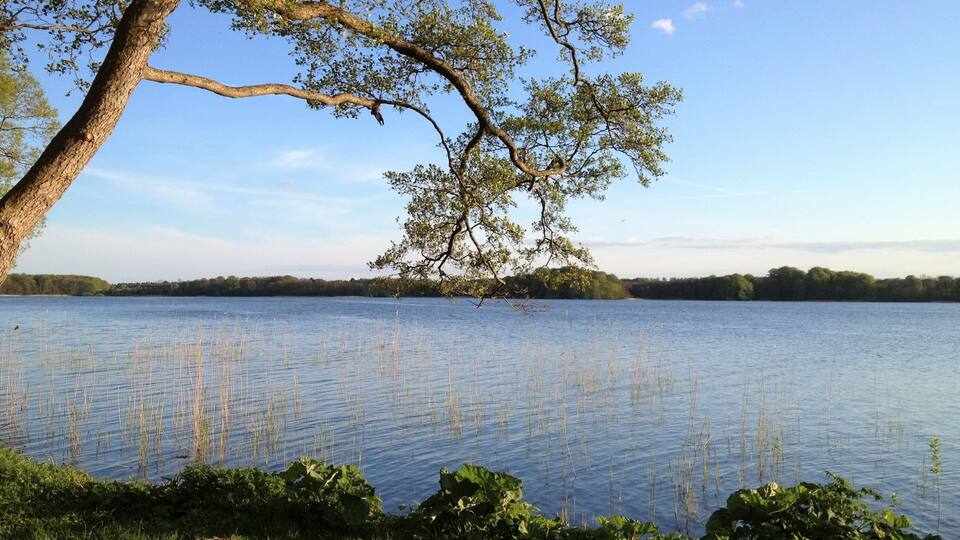 A calm lake with a large tree in the foreground and a distant shoreline.