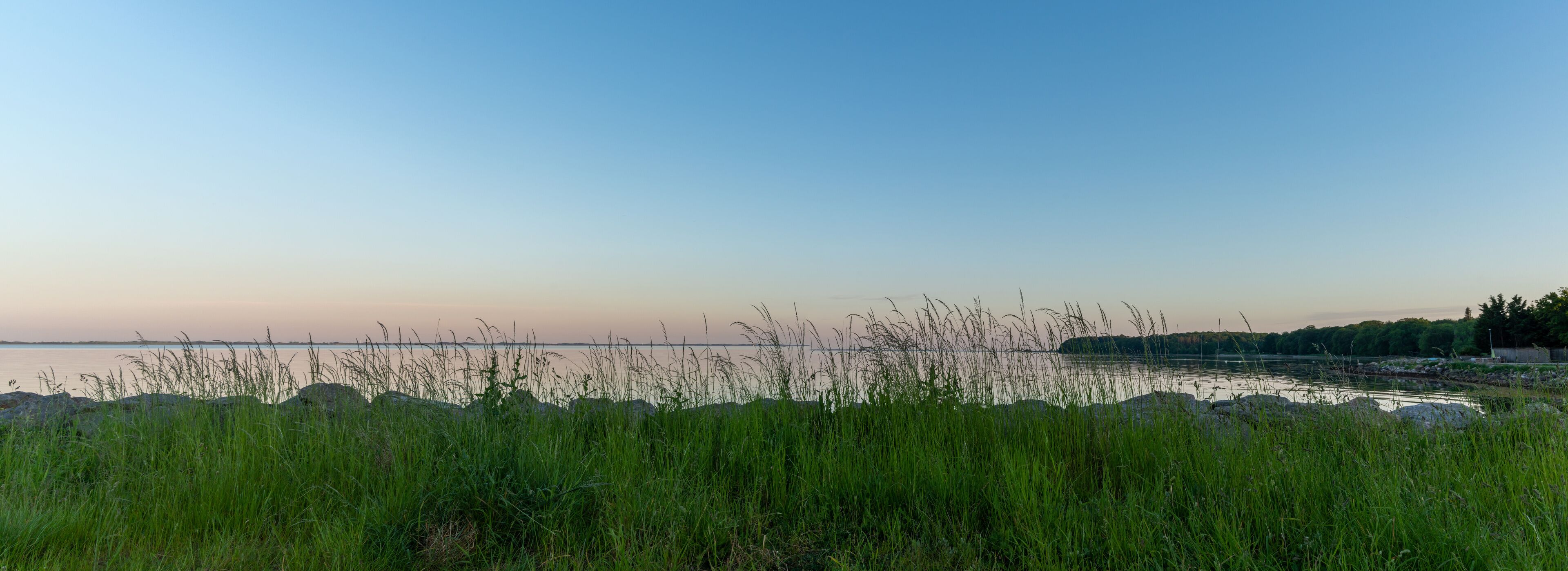 panorama view of a picturesque coastline at sunset with a calm ocean and reeds in the foreground