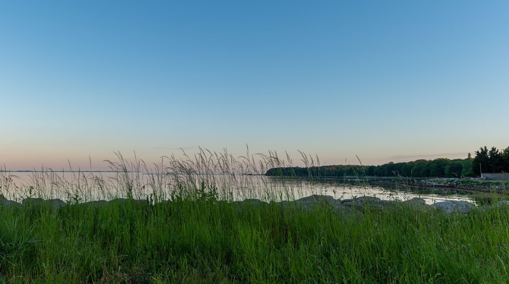 panorama view of a picturesque coastline at sunset with a calm ocean and reeds in the foreground