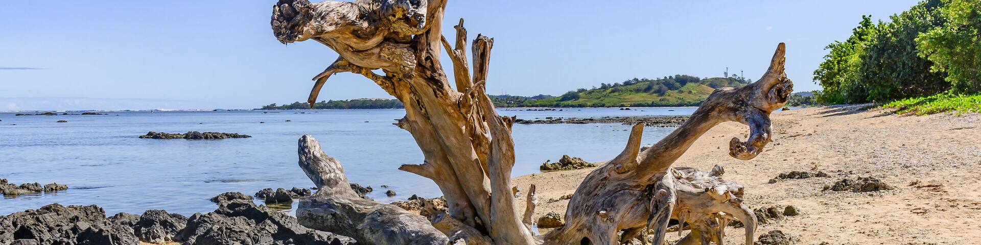 Driftwood on Korotogo Beach, Fiji Islands
