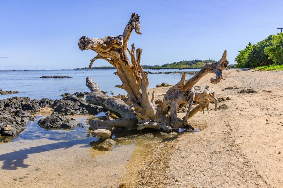 Driftwood on Korotogo Beach, Fiji Islands