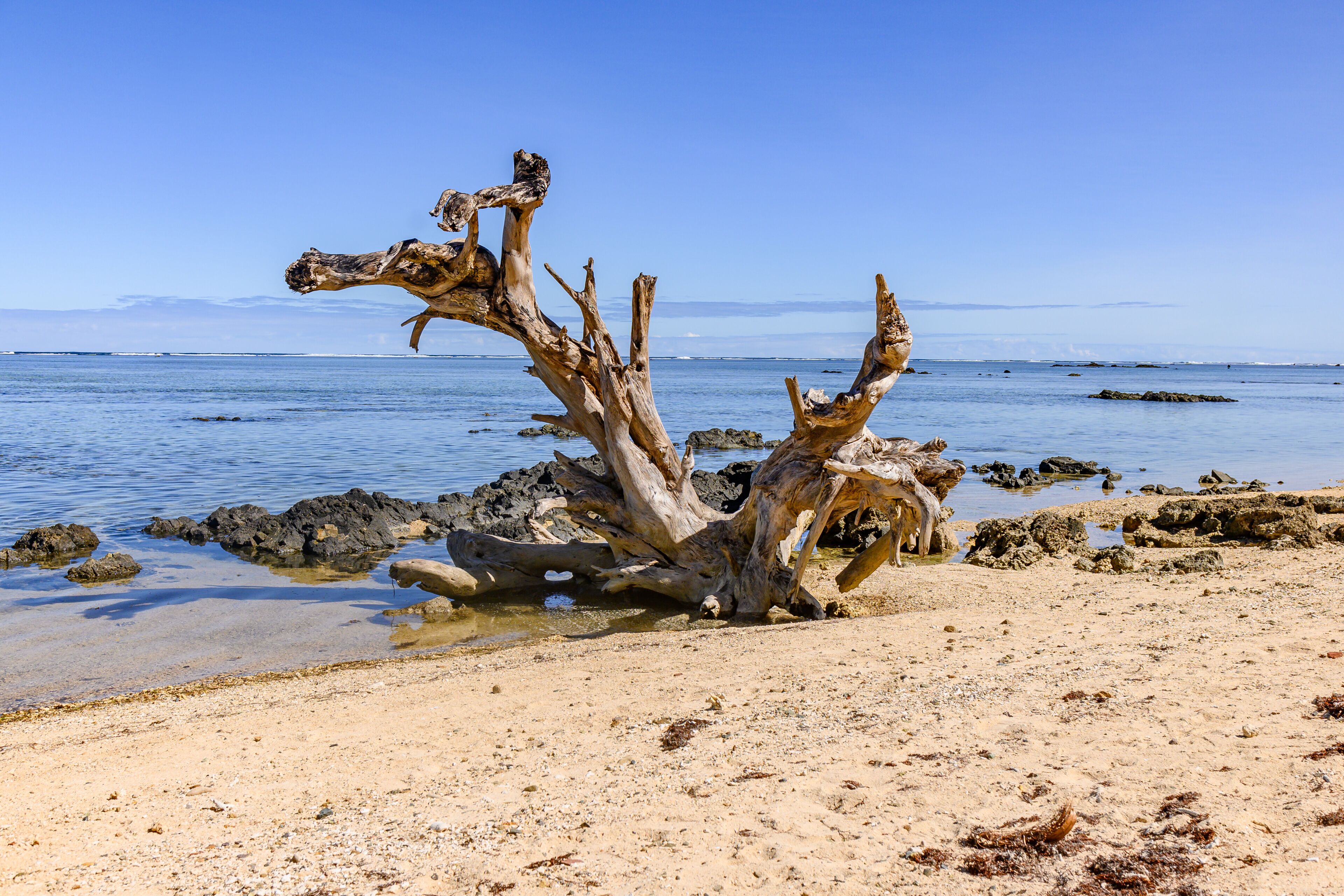 Driftwood on Korotogo Beach, Fiji Islands. 