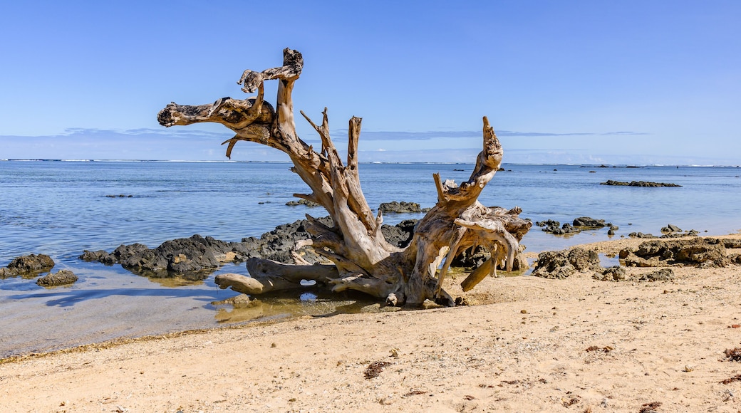 Driftwood on Korotogo Beach, Fiji Islands.