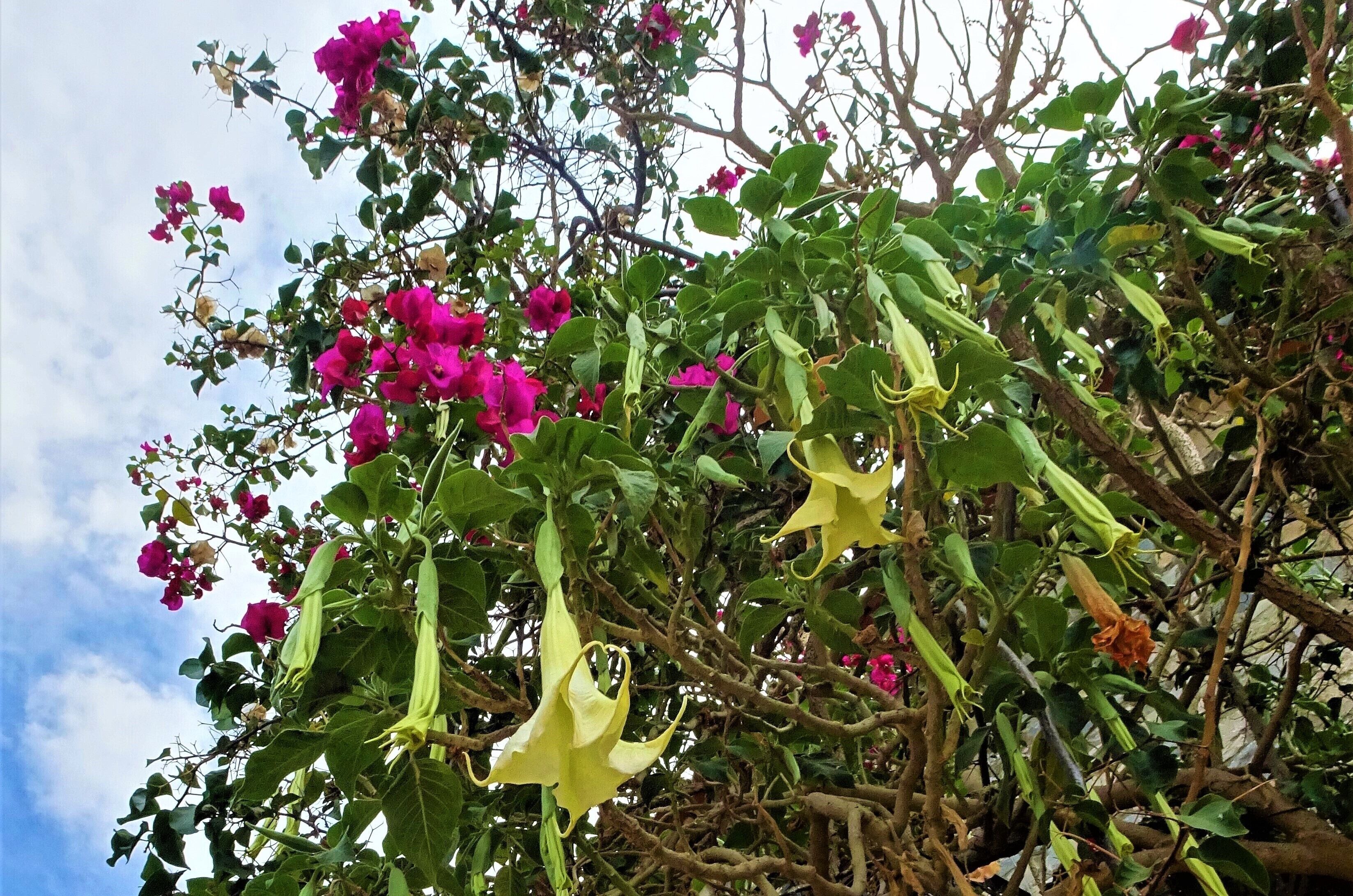 Beautiful, but…..
The yellow “angel's trumpet” (Brugmansia) is neither a figure of heaven nor a musical instrument. It's a beautiful, bell-shaped flower ready to send you straight to the hospital. Eating the flower can give you scary hallucinations or even induce a dangerous, zombie-like state.
