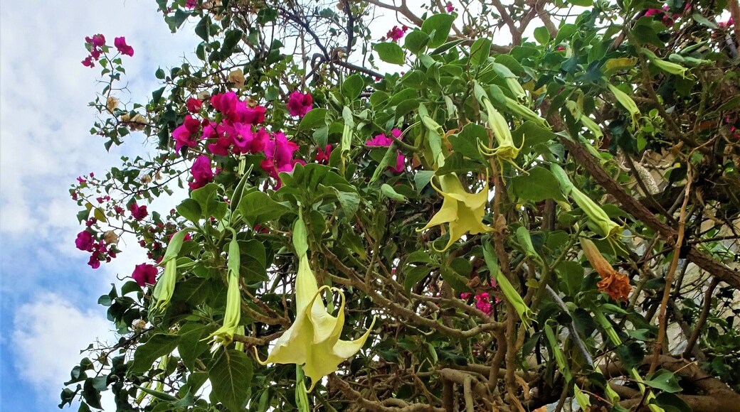 Beautiful, but…..
The yellow “angel's trumpet” (Brugmansia) is neither a figure of heaven nor a musical instrument. It's a beautiful, bell-shaped flower ready to send you straight to the hospital. Eating the flower can give you scary hallucinations or even induce a dangerous, zombie-like state.