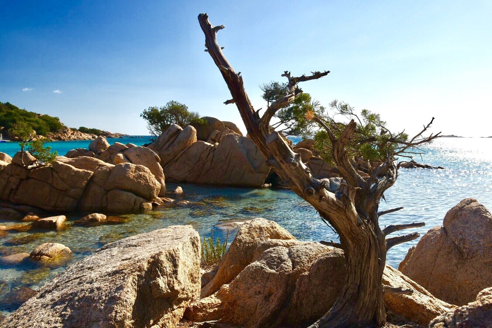 Eine felsige Küste mit klarem Wasser, großen Felsen und einem abgestorbenen Baum.