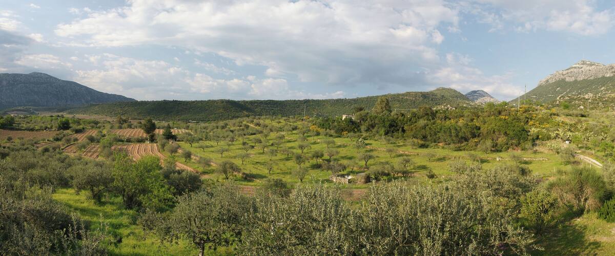 A mountainous landscape with olive groves and scattered buildings.