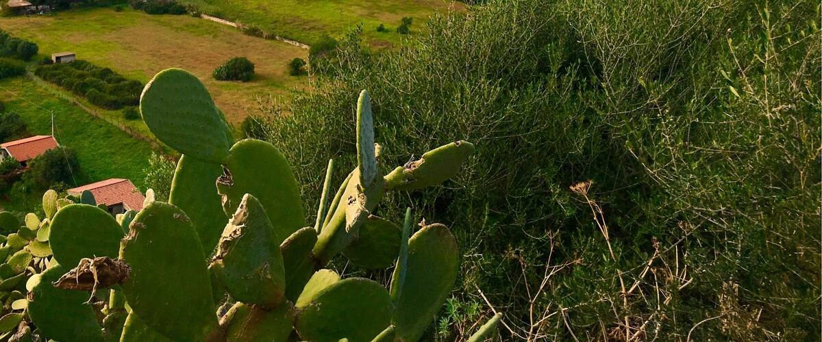 A coastal town with houses, greenery, and a cactus in the foreground.