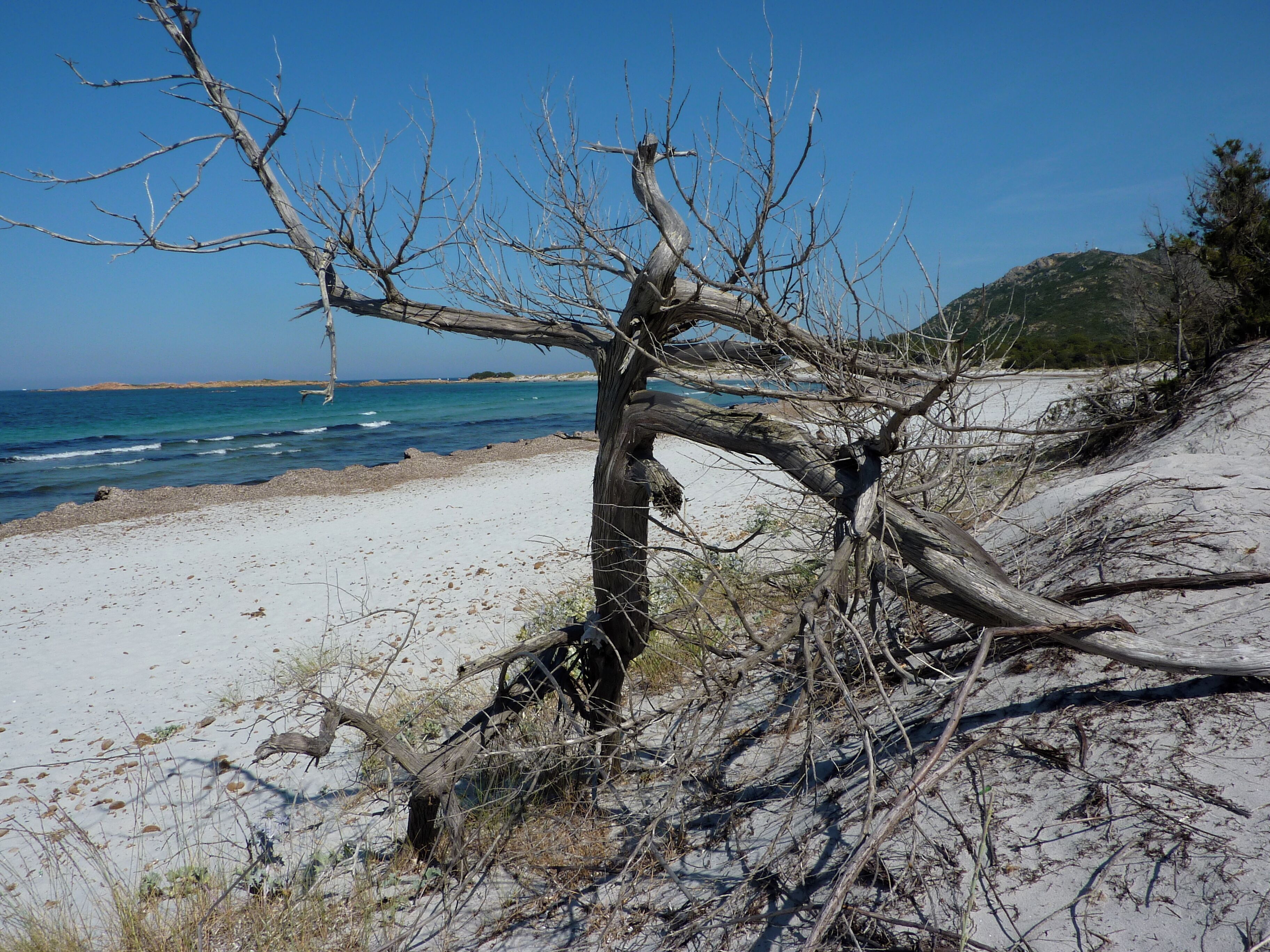 Sardegna, provincia di Nuoro, Siniscola: spiaggia di capo Comino