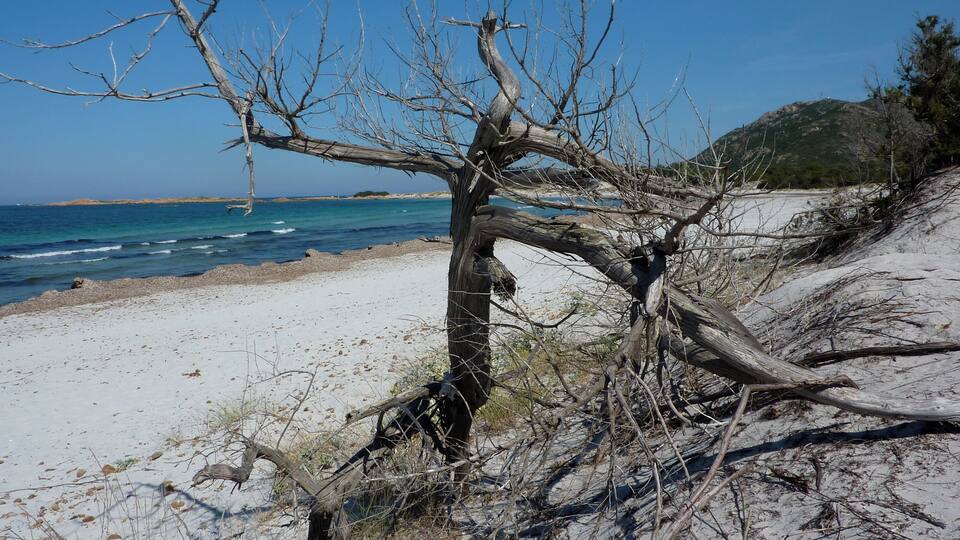 A beach with a large, leafless tree in the foreground and a clear blue sky.