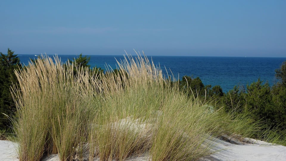 A coastal landscape with sand dunes and tall grasses in the foreground, leading to a clear view of the ocean.