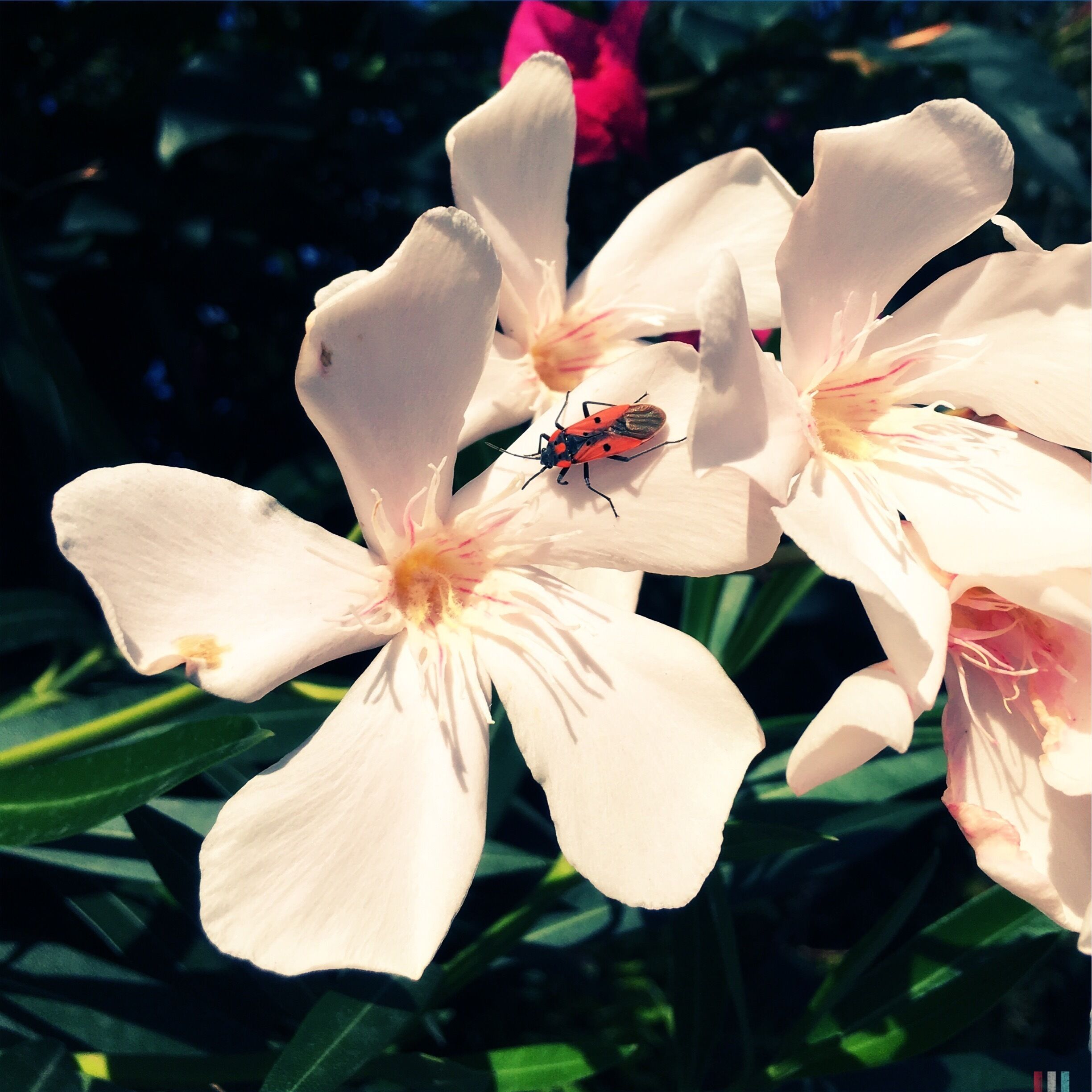 A close-up of a pink flower with a red and black insect on it.