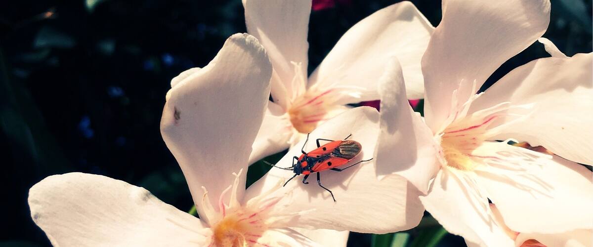 A close-up of a pink flower with a red and black insect on it.