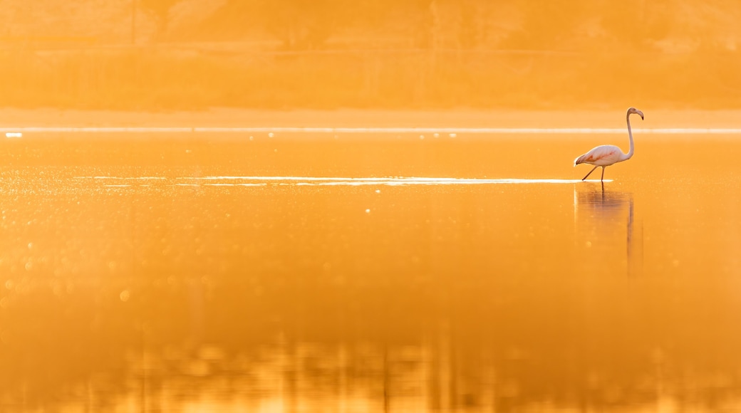 Flamingo bird in the golden sunlight at the lagoon Stagno di Notteri on Sardinia island.