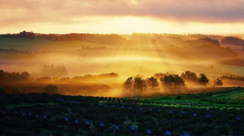 Sunrises at 4am in the summer