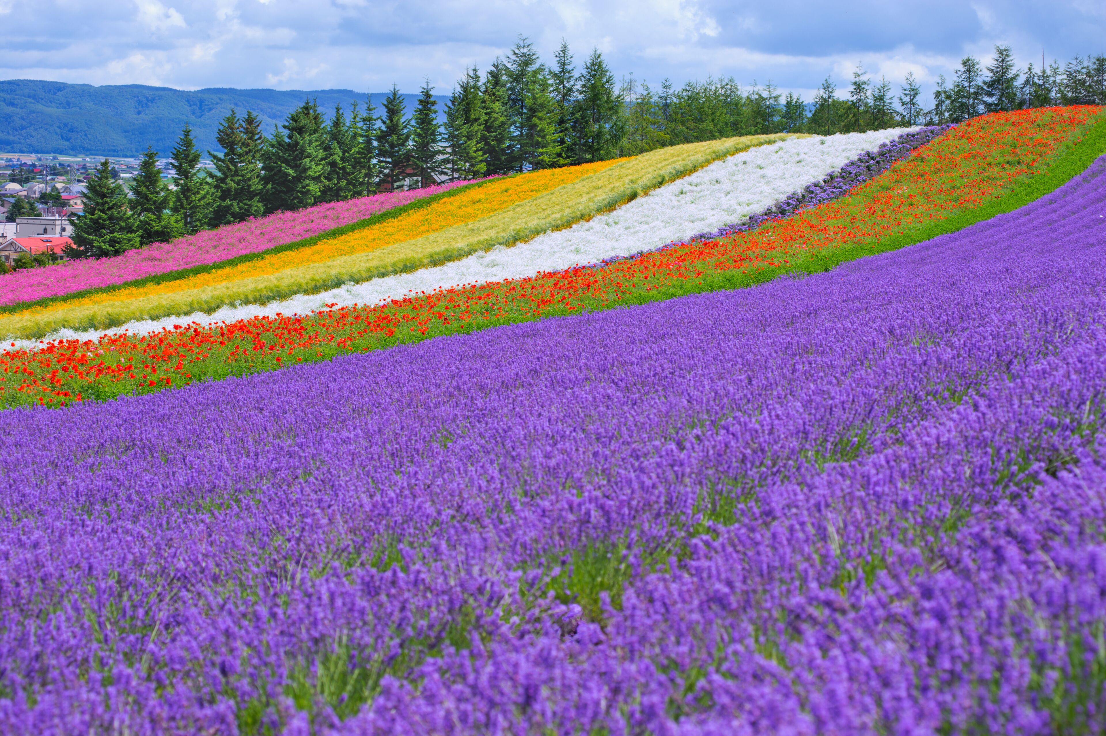 Un vibrante campo florido con filas de flores de distintos colores.