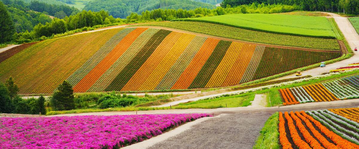 A colorful agricultural landscape with rows of crops and a dirt road.