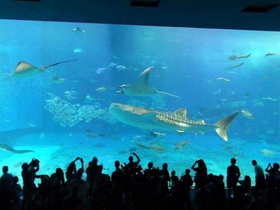 An aquarium with various marine life, including sharks and rays, viewed by a crowd.