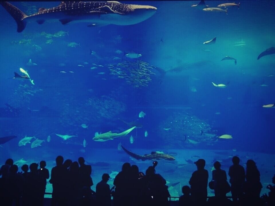 An aquarium with various marine animals and a large whale shark.