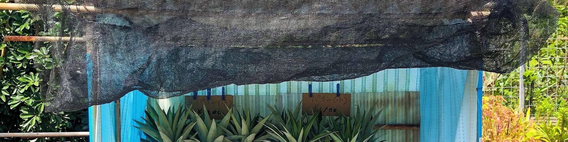 Northern Okinawa, Japan is such a tropical wonderland that the farmers have roadside fruit stands, all based on the honor-system. For this little pineapple stand, just leave your change in the bucket, twist off the tops and leave the tops for the farmer to replant. #Adventure #okinawa #japan