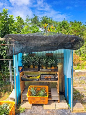 Northern Okinawa, Japan is such a tropical wonderland that the farmers have roadside fruit stands, all based on the honor-system. For this little pineapple stand, just leave your change in the bucket, twist off the tops and leave the tops for the farmer to replant. #Adventure #okinawa #japan