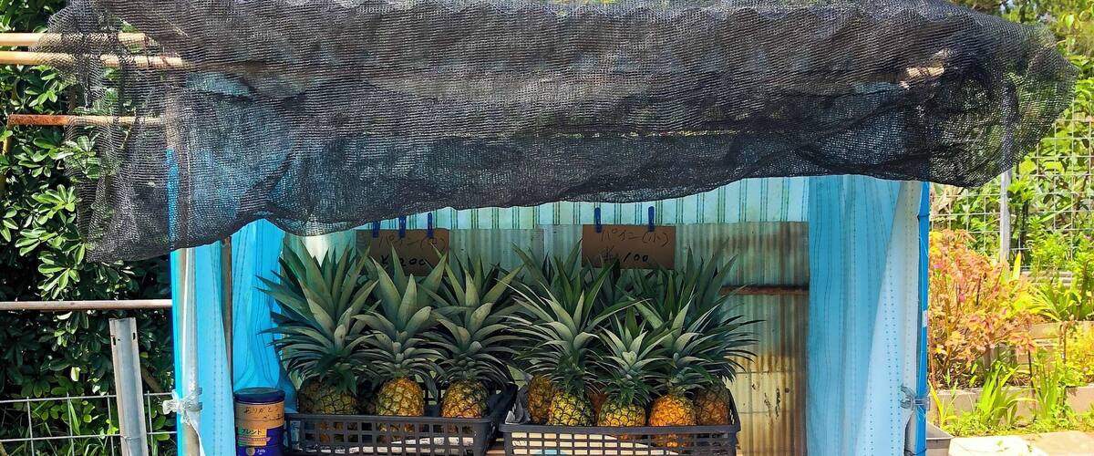 A small outdoor market stall with a thatched roof, displaying pineapples and other tropical fruits.
