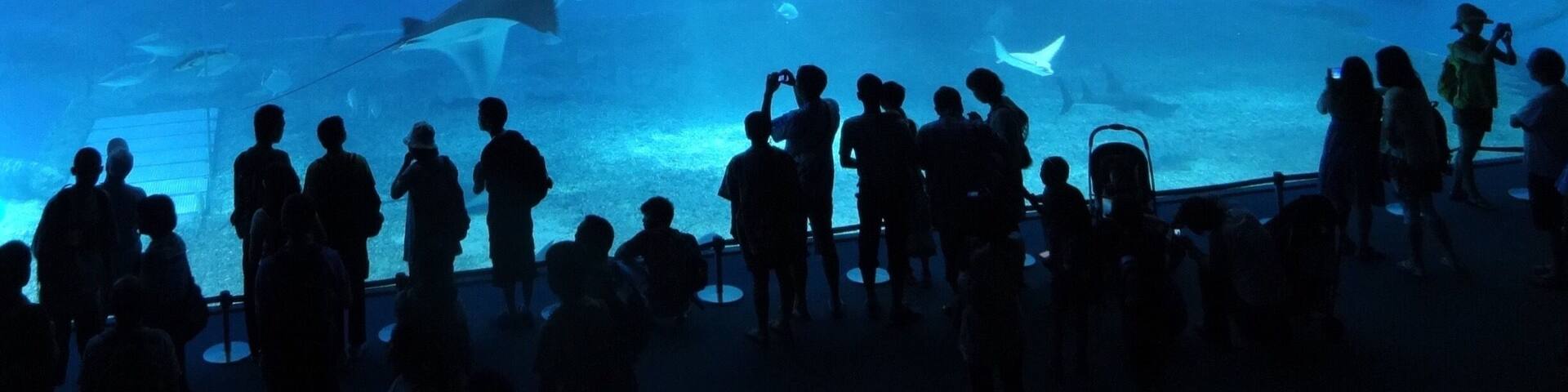 Okinawa has the second largest aquarium in the world with 3 whale sharks inside. By 2010, there have been 4 manta rays born here. 🐬 #mantaray #whaleshark #aquarium #fishes #watertank #okinawa #churaumiaquarium #沖縄美ら海水族館 #沖縄 #水族館