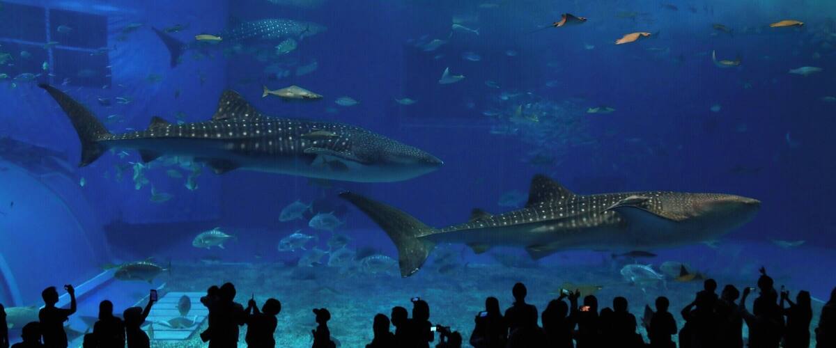 Two large sharks swimming in an aquarium with a crowd of people watching.
