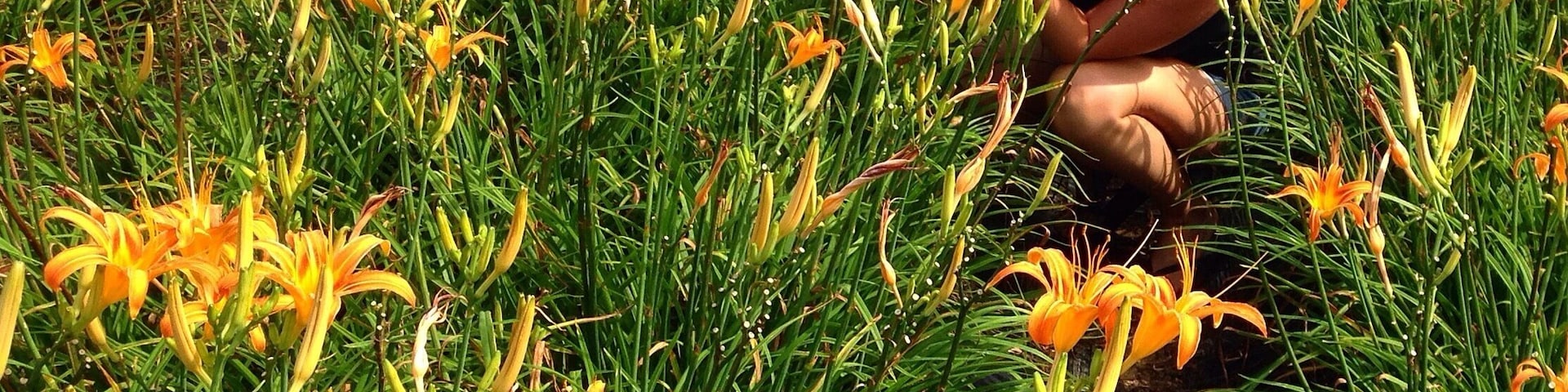 At this Okinawan farm, in late September, the day Lilly field is in bloom. In Japan they use the day lily leaves to make a very mild tea that aids in sleep and soothes anxiety.  And since the Japanese never waste they actually pick off the flower buds and boil them with vinegar to eat! You can buy a bag to pick the flower buds and the sweet girl at the counter too the time to translate the recipe for me in English from her phone!